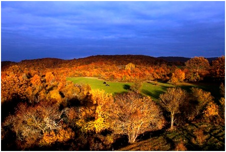İĞNEADA - LONGOZ ORMANINDA TERMİK SANTRAL YAPIMI GÖRÜŞMELERİ DEVAM EDİYOR

