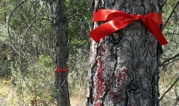 ODTÜ ORMANLARINDA BAŞLATILAN AĞAÇ KIYIMI İÇİN ÖNEMLİ ÇAĞRIMIZDIR