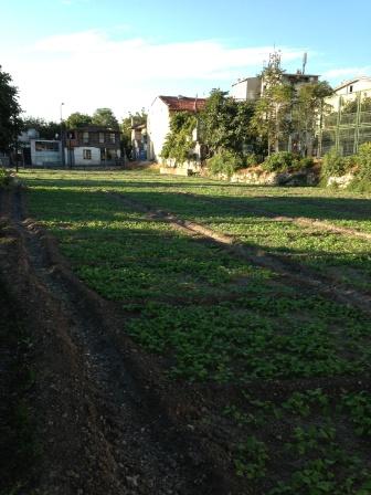 TARİHİ YEDİKULE BOSTANLARI YERİNDE İNCELENDİ