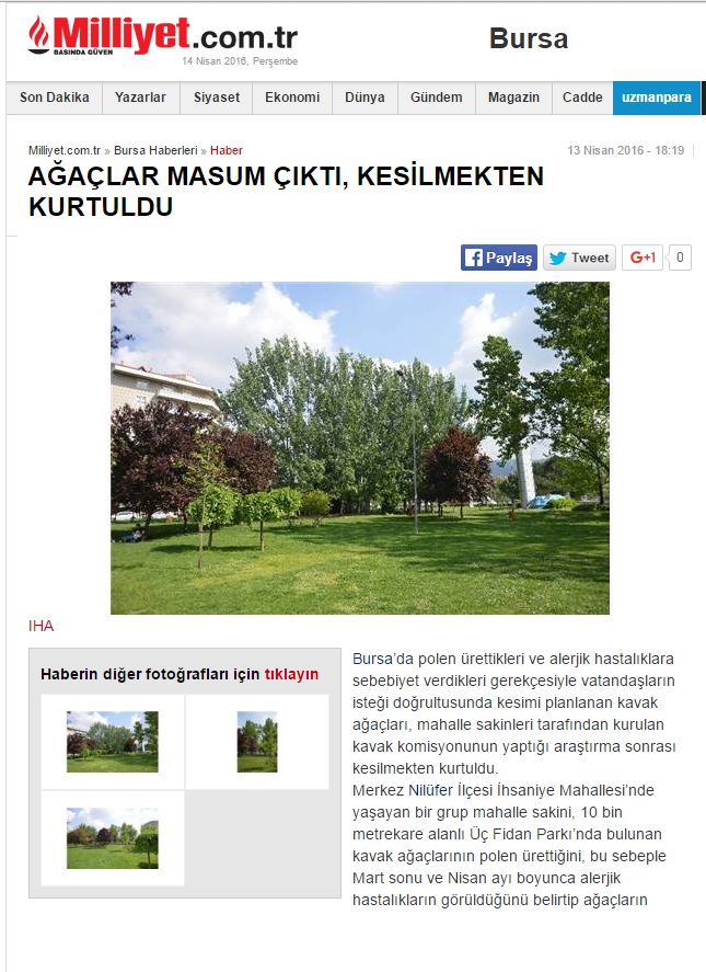 AĞAÇLAR MASUM ÇIKTI, KESİLMEKTEN KURTULDU 13.04.2016 / MİLLİYET