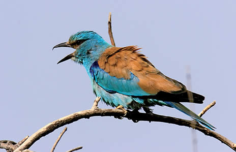 GÜNÜBİRLİK BEYPAZARI GEZİSİ 18 MAYIS 2008 PAZAR