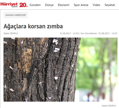 AĞAÇLARA KORSAN ZIMBA 31.08.2017 / HÜRRİYET
