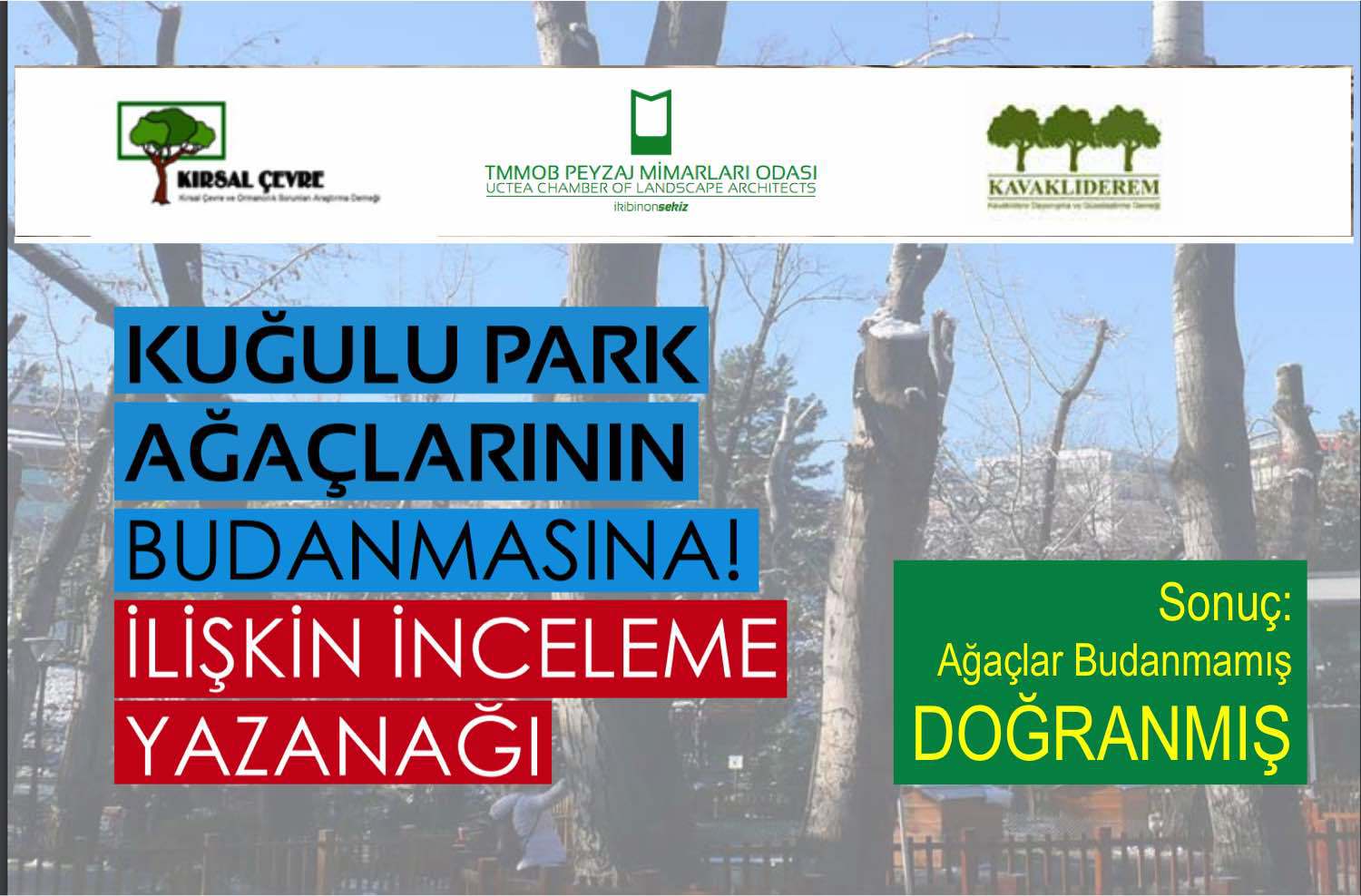 KUĞULU PARK AĞAÇLARININ BUDANMASINA İLİŞKİN İNCELEME YAZANAĞI