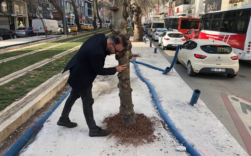 RÖPORTAJ | GAZİ BULVARI`NDAKİ ÇINARLAR İÇİN ÖNERİ VE UYARI