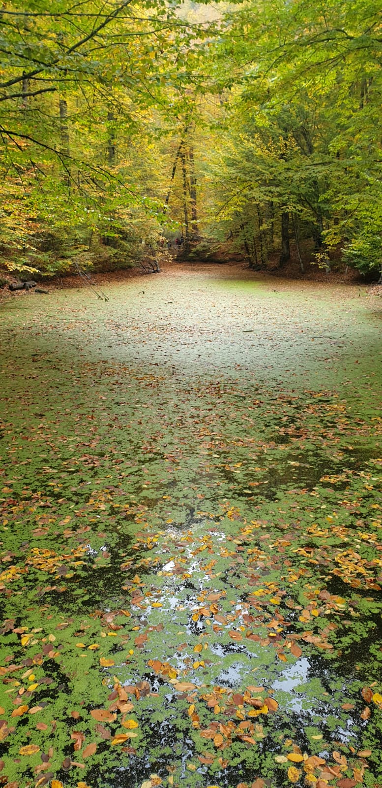 YEDİGÖLLER GEZİMİZİ 29 EKİM 2019 TARİHİNDE GERÇEKLEŞTİRDİK. 