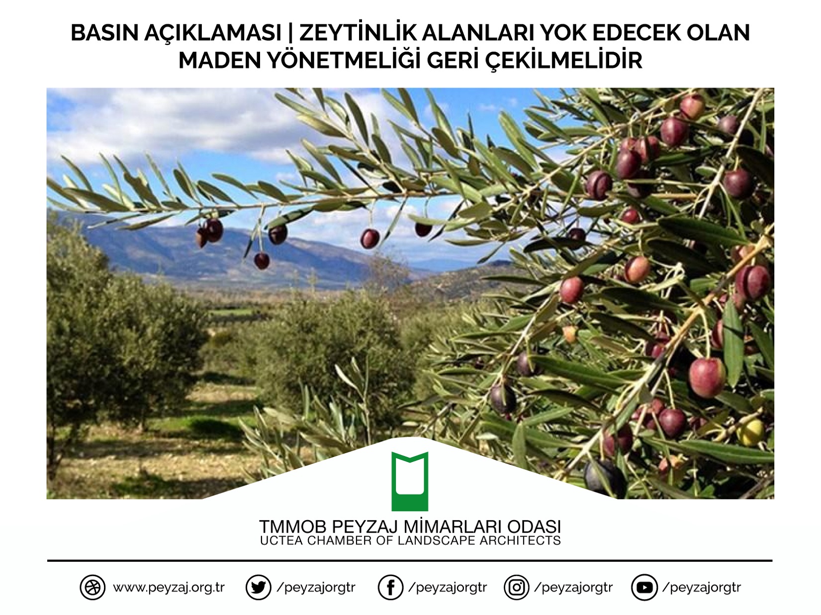 BASIN AÇIKLAMASI | ZEYTİNLİK ALANLARI YOK EDECEK OLAN MADEN YÖNETMELİĞİ GERİ ÇEKİLMELİDİR