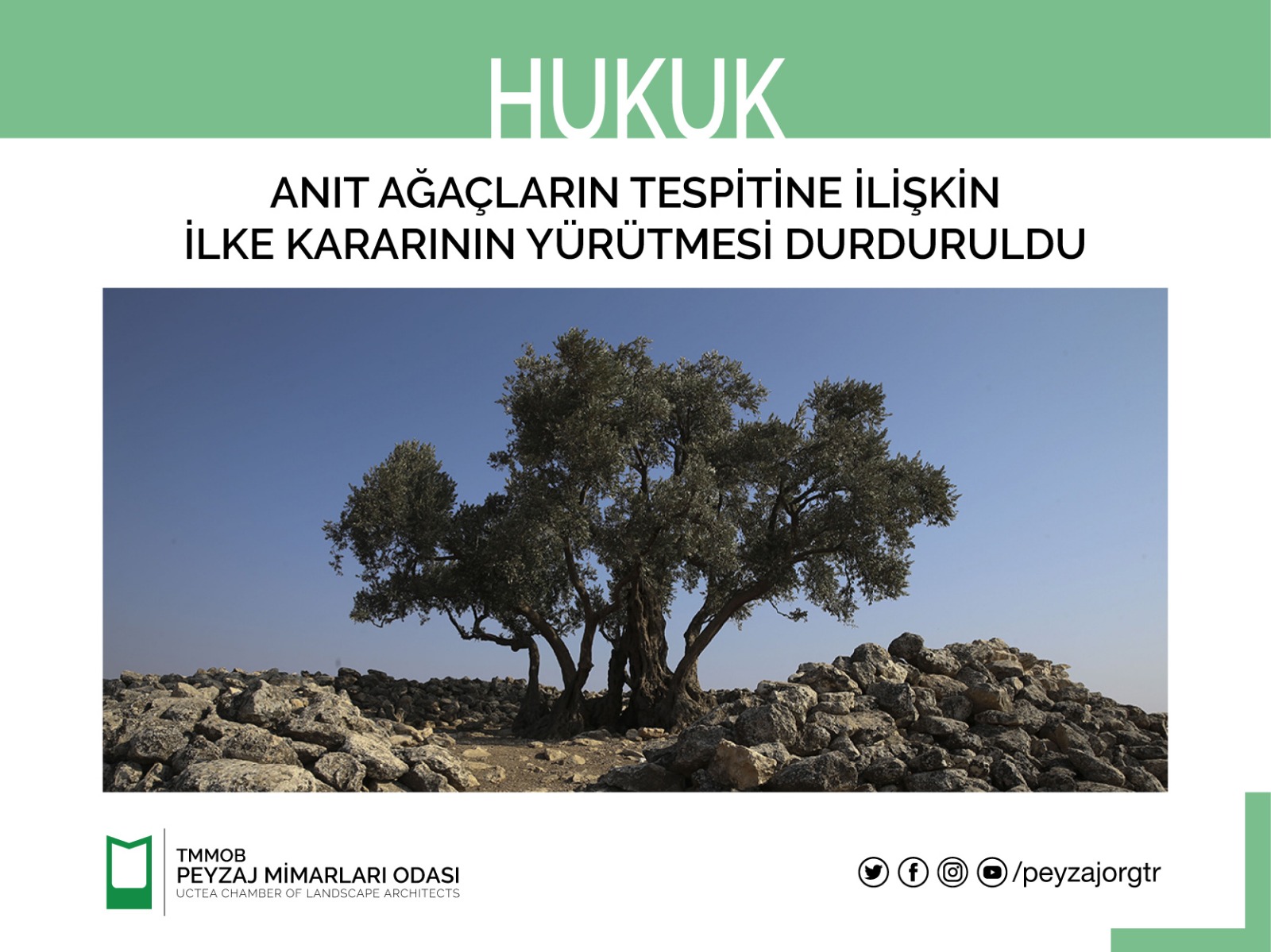 HUKUK | ANIT AĞAÇLARIN TESPİTİNE İLİŞKİN İLKE KARARININ YÜRÜTMESİ DURDURULDU