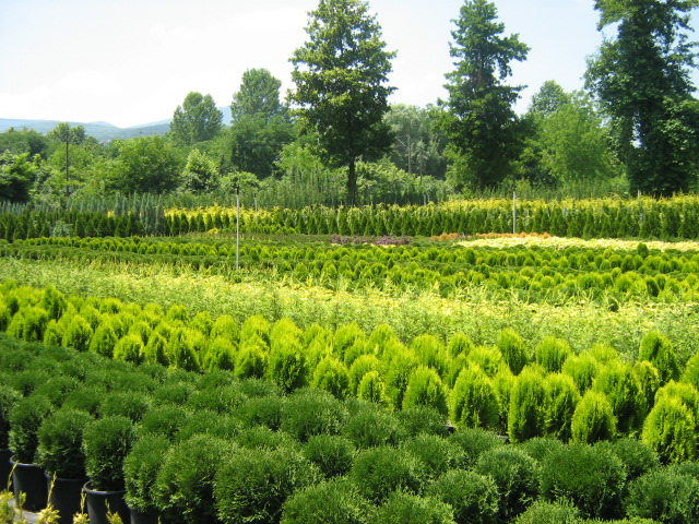 27 HAZİRAN 2009 CUMARTESİ GÜNÜ SAKARYA TEKNİK GEZİSİ