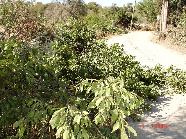 MUĞLA' DA AĞAÇ KATLİAMI